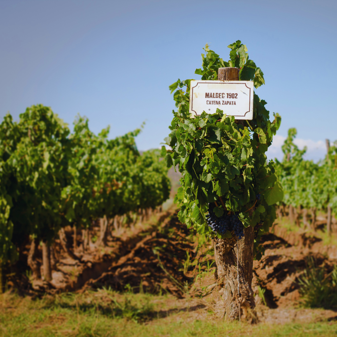 Masterclass online con Laura Catena: presente y futuro del vino en Latinoamérica