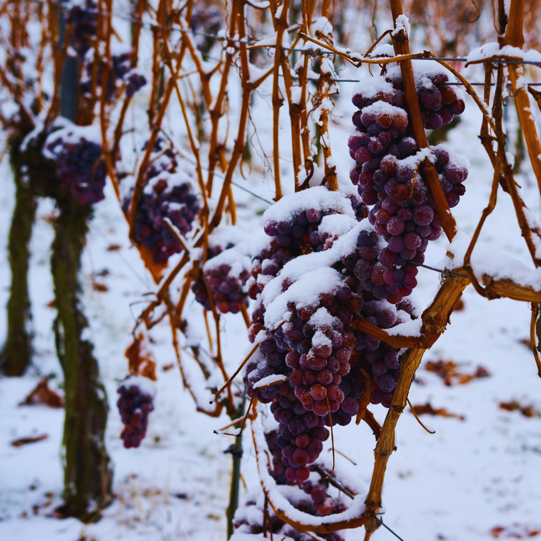 Masterclass Exclusiva: Icewine - Secretos y futuro del vino de hielo con Uroš Bolčina