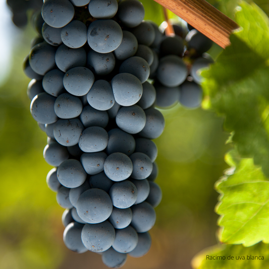ABC del Vino: Descubre el fascinante mundo del vino con The Wine School Latam