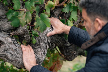 Masterclass Exclusiva: El Terroir de Peumo y sus secretos con Marcio Ramírez