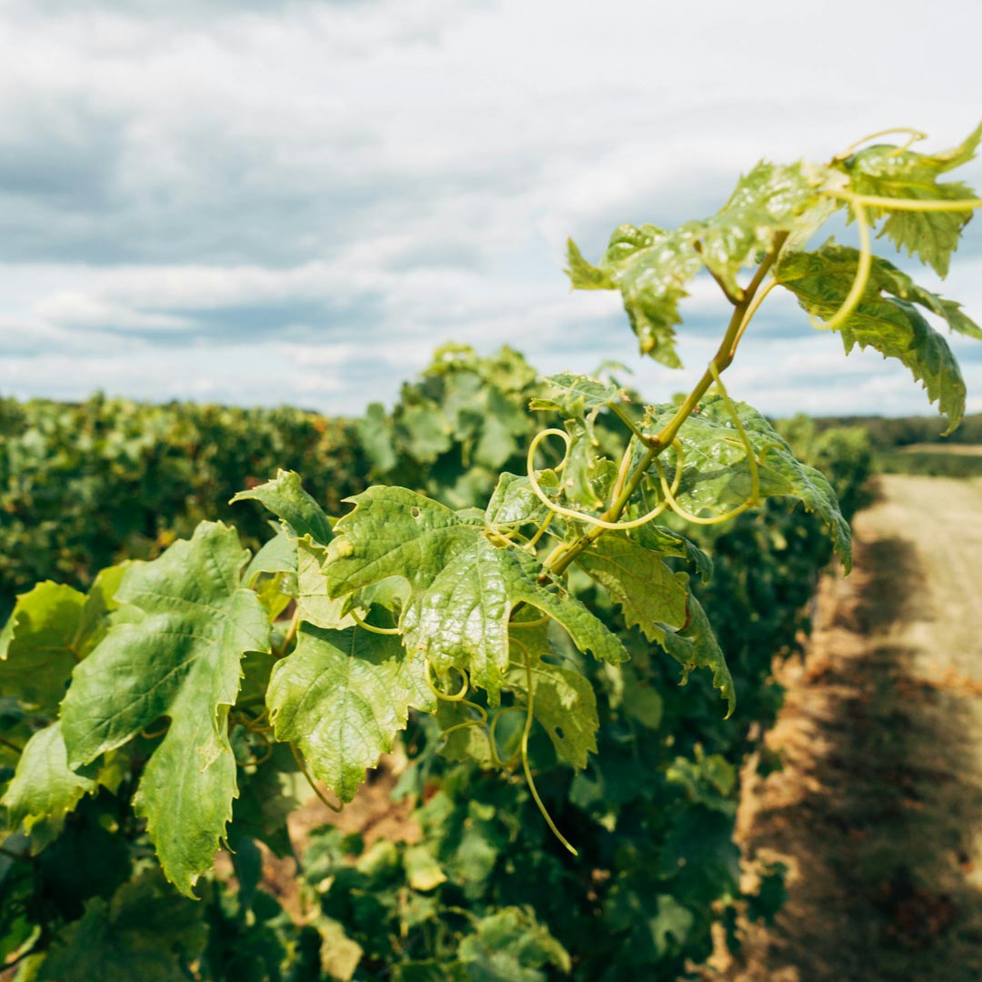 Curso Chile: Nivel 1 en vinos WSET®