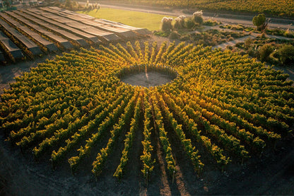 Curso Chile: Nivel 3 en vinos WSET® con Ferran Centelles